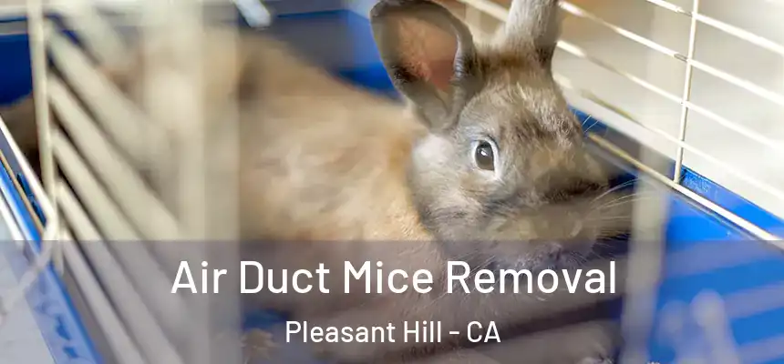 Air Duct Mice Removal Pleasant Hill - CA